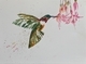Wings 1