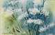 Queen Anne’s Lace