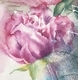 Romantic Rose