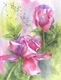 Romantic Roses