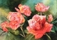 Scarlet Roses